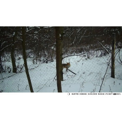 MMS LOVSKA KAMERA HC-810M 48MP, 4K, POŠLJE SLIKO NA VAŠ GSM